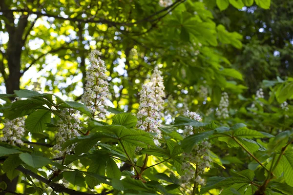 栗の花 葉や花のある栗の木の枝 — ストック写真