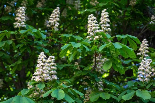 Kastanjebloesem Tak Van Bloeiende Kastanjeboom Met Bladeren Bloemen Lente Natuurlijke — Stockfoto