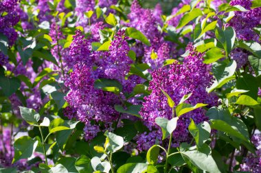 Siringa çiçeği taze çiçek. Mor leylak çiçeği, şırınganın doğal dalı.