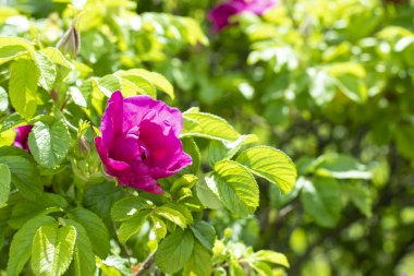 Pembe mor çiçekli gül kalçası çiçeği. Doğal yabani güllü kartpostal
