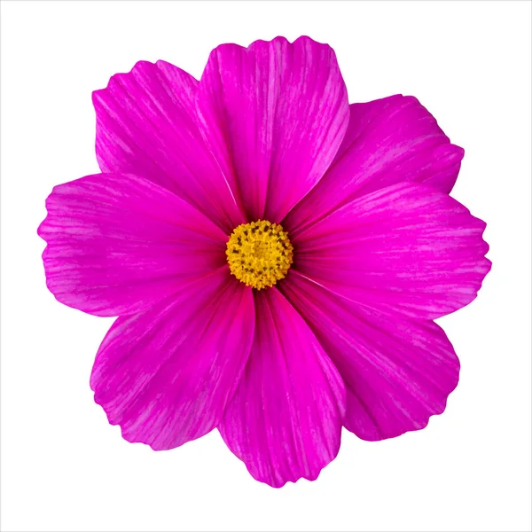 Pembe Kozmos Çiçeği Magenta Çiçeği Kozmosu Beyaz Renkte Soyutlanmıştır — Stok Vektör