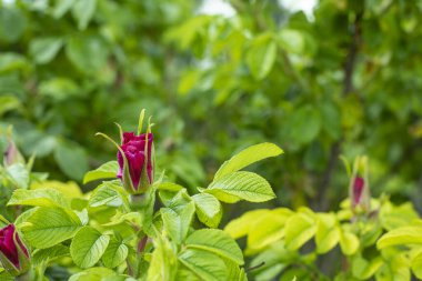 Gül çiçeği, pembe mor gül tomurcuğu. Parlak yaz doğal arka plan
