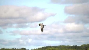 Leylekler gölün üzerinde uçuyor.