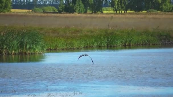 Zwei Störche fliegen über den See — Stockvideo