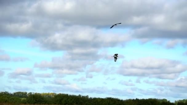 Dos cigüeñas volando sobre el lago — Vídeo de stock