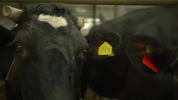 Twee zwarte koeien in een koestal — Stockvideo