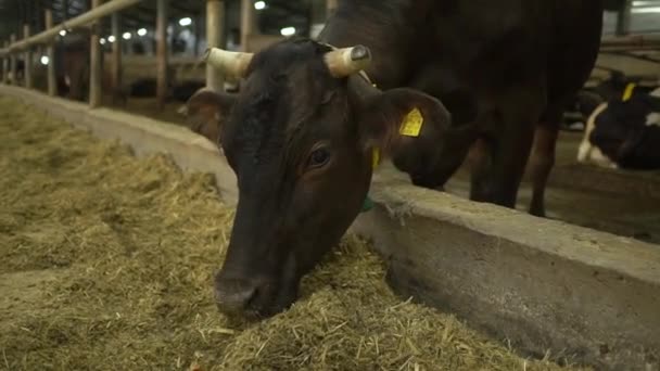 Kahverengi inek ahırda yemek yiyor. — Stok video