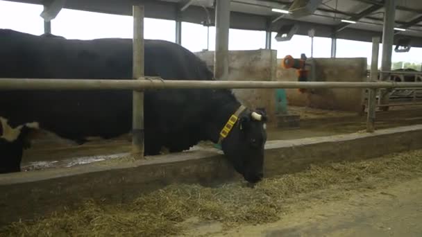 Черная корова ест в сарае — стоковое видео