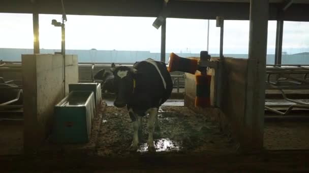 Черная корова пьет воду в коровнике — стоковое видео