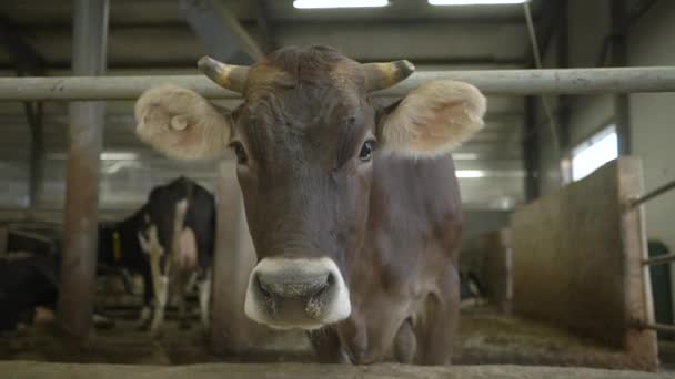 Brown cow stands in a barn — Stock Video