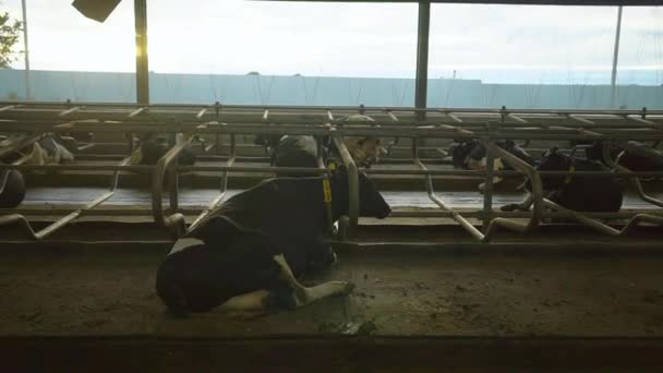 Коровы лежат в сарае — стоковое видео