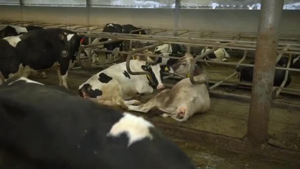 Αγελάδες στέκονται και ξαπλώνουν στον αχυρώνα — Αρχείο Βίντεο