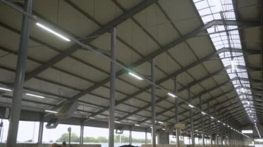 İnek ahırının içerisinden.