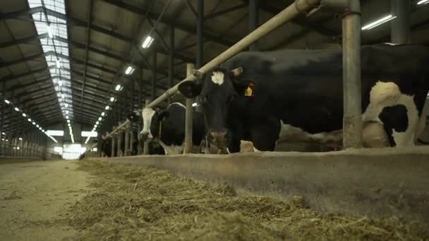 Cows eat in the cowshed — Stock Video