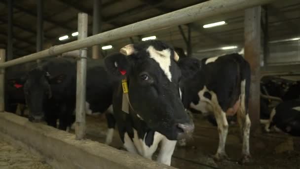 Černá kráva stojí v kravíně — Stock video