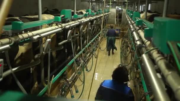 Dojenie krów w gospodarstwie — Wideo stockowe