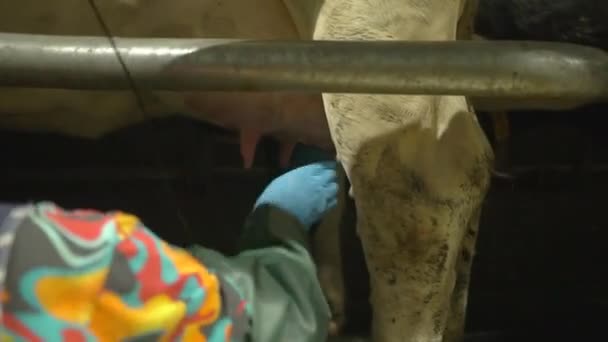 Vacas de ordeño en la granja — Vídeo de stock