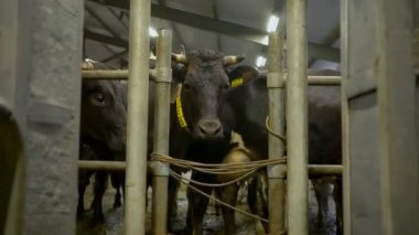 Çiftlikteki bir ahırda inekler