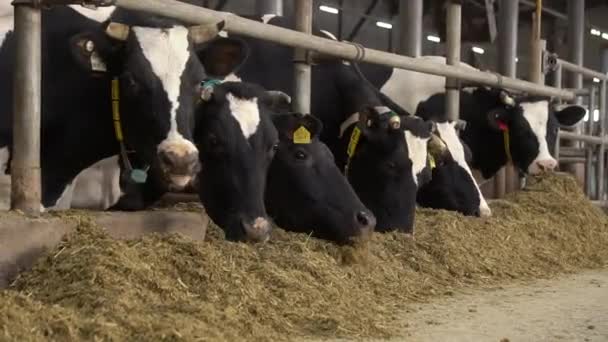 奶牛在农场里吃东西 — 图库视频影像