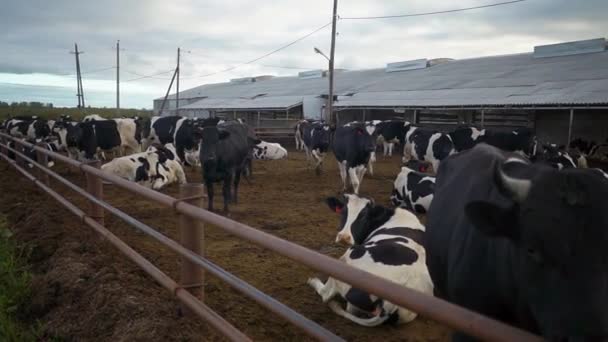 Vaches en enclos dans une ferme — Video