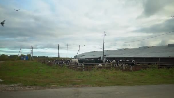Vacas em uma caneta em uma fazenda — Vídeo de Stock