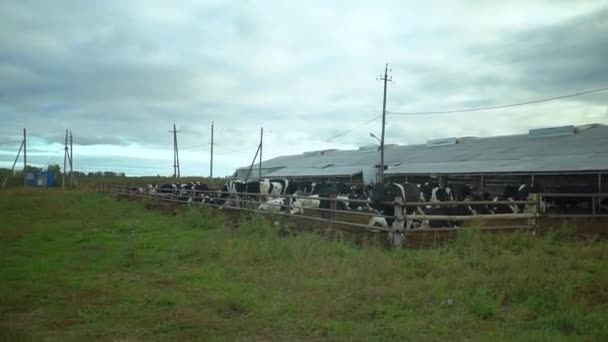 Vaches en enclos dans une ferme — Video