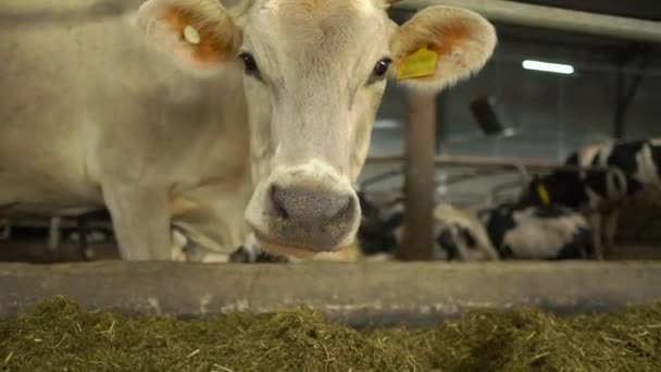 Коровы в кабинке на ферме — стоковое видео