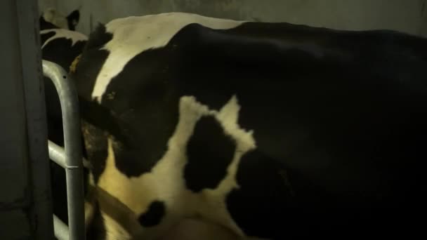 Коровы в кабинке на ферме — стоковое видео