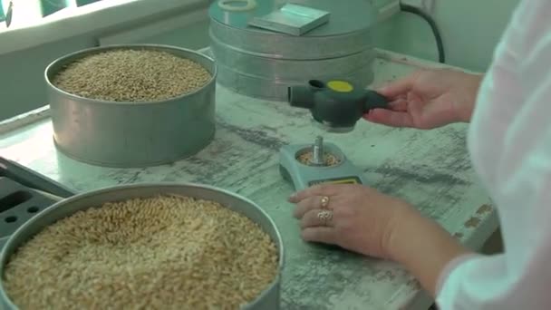 Лабораторные исследования зерна и зерновых — стоковое видео