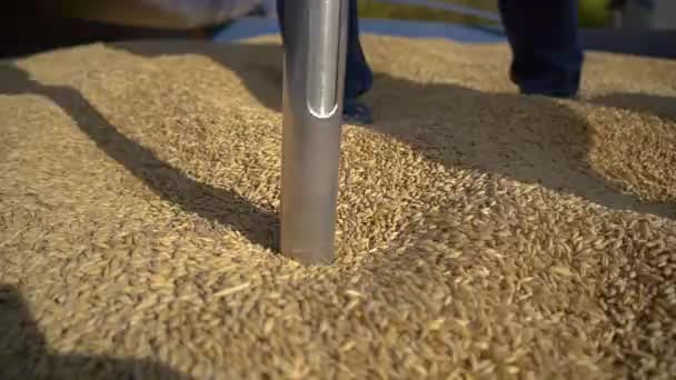 Лабораторні дослідження зернових і зернових — стокове відео