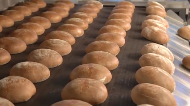 Pão cozido move-se na correia transportadora — Vídeo de Stock