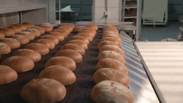 Запечений хліб рухається на конвеєрному поясі — стокове відео