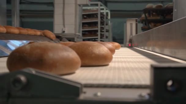 Pão cozido move-se na correia transportadora — Vídeo de Stock