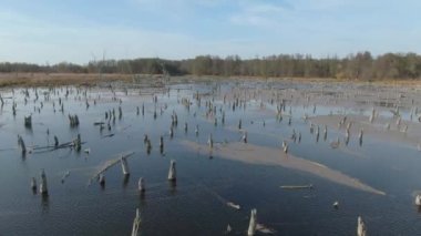 Ormandaki göl kuş bakışı.