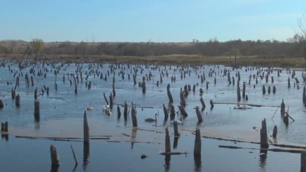 Jezero s bílými a šedými labutěmi — Stock video