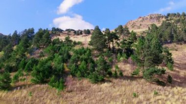 Kuş bakışı dağ manzarası ve her zaman yeşil çam ağaçları.