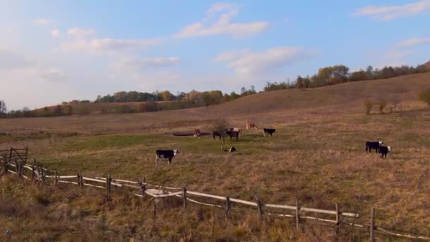 Tirado de um drone, como vacas pastam em um campo. — Vídeo de Stock