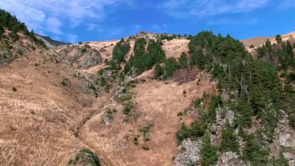 Vogels uitzicht op het berglandschap met groenblijvende dennen — Stockvideo