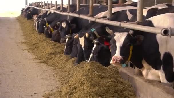 Large black and white cows stand in stable and eat hay — Stock video