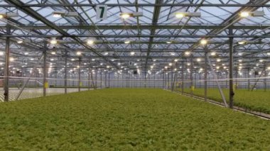 Hava - Serada yetişen taze organik marul