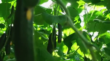 Salatalıklar serada. Genç salatalıklar çalılıklarda yetişir.