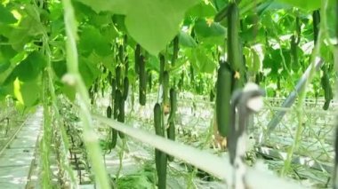 Salatalıklar serada. Genç salatalıklar çalılıklarda yetişir.