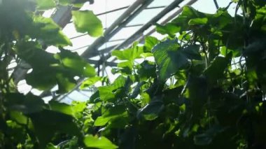 Salatalıklar serada. Genç salatalıklar çalılıklarda yetişir.