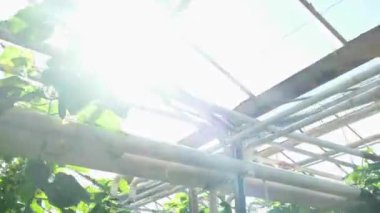 Salatalıklar serada. Genç salatalıklar çalılıklarda yetişir.