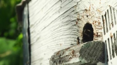 Arılar seradaki kovanın etrafında uçar..