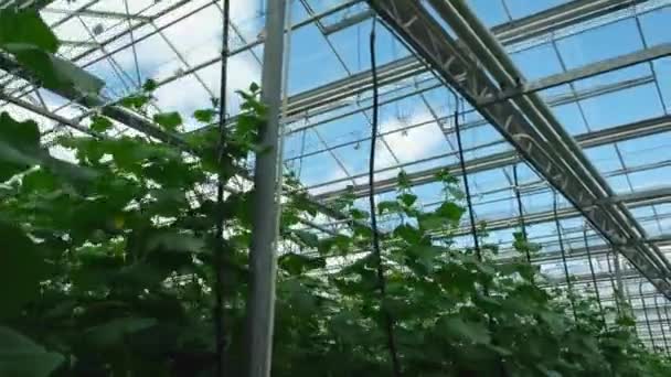 Cucumbers in the greenhouse. Young cucumbers grow on the bush — Stock Video