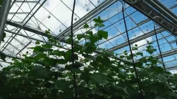 Concombres dans la serre. Les jeunes concombres poussent sur le buisson — Video