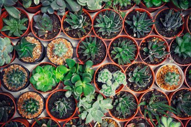 Kaktüs çiftliğindeki pek çok küçük kaktüsün üst görüntüsü