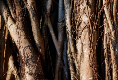 dev ağaç kökü arka planı ve karmaşık sarmaşıklar