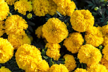 Doğal arkaplanda çiçek kadife çiçeği